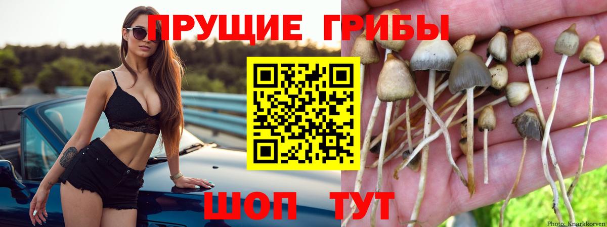 Куйбышев  закладки  Вход с VPN  Галлюциногенные грибы Psilocybine cubensis 
